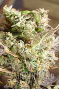 Somango - SOMA SEEDS