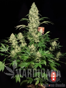 AK-47 100% - SERIOUS SEEDS
