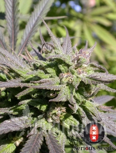 Biddy Early - SERIOUS SEEDS