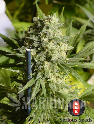 SERIOUS SEEDS - Double Dutch