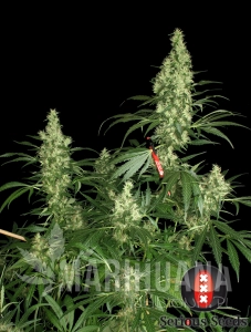 Kali Mist - SERIOUS SEEDS