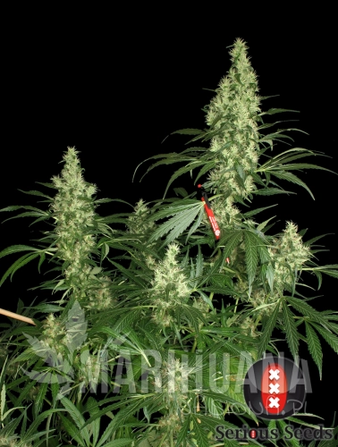 SERIOUS SEEDS - Kali Mist