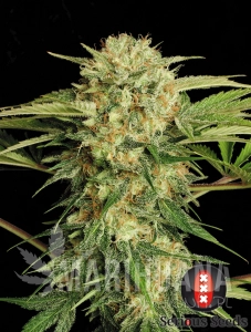 Motavation - SERIOUS SEEDS