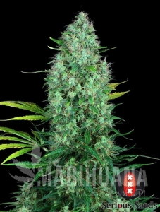Serious 6 - SERIOUS SEEDS