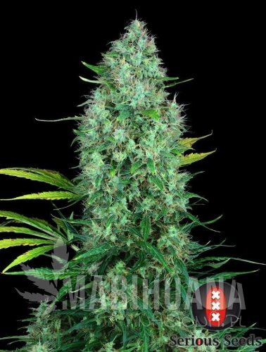 SERIOUS SEEDS - Serious 6