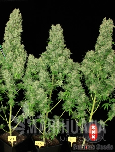 White Russian 100% - SERIOUS SEEDS