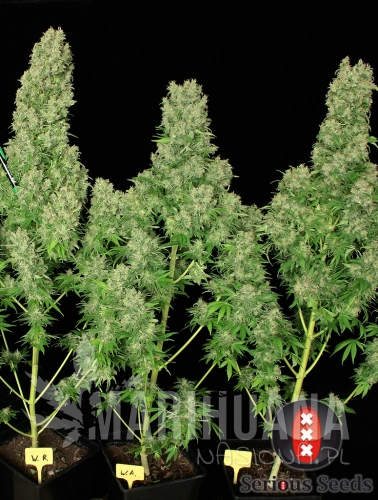 SERIOUS SEEDS - White Russian 100%