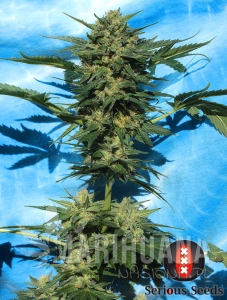 Auto White Russian - SERIOUS SEEDS