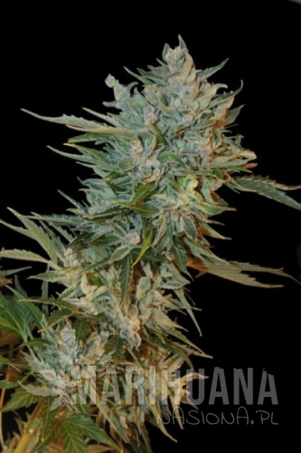 GRASS-O-MATIC - Haze Gom