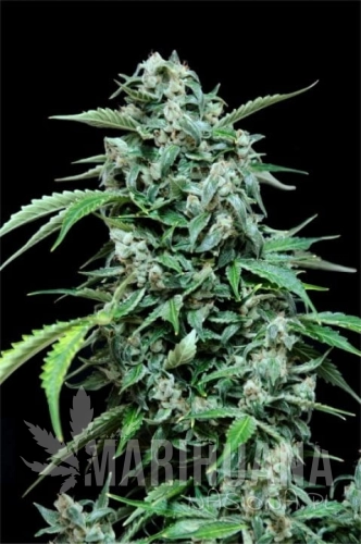 GRASS-O-MATIC - Maxi Haze