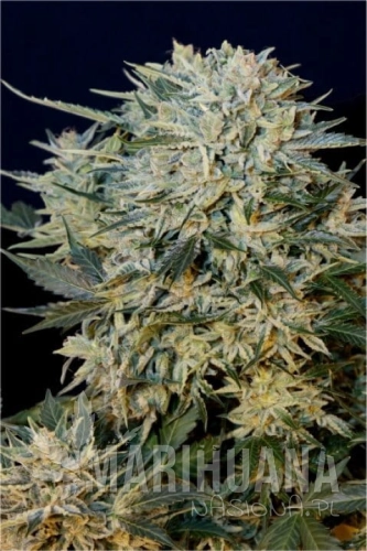 GRASS-O-MATIC - Sugar Gom