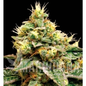 Confidential Cheese - RESERVA PRIVADA