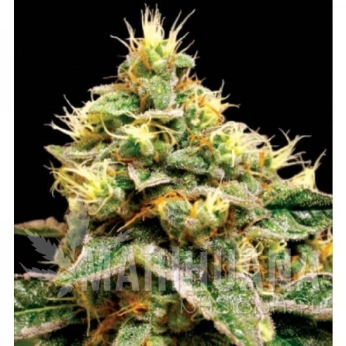 RESERVA PRIVADA - Confidential Cheese
