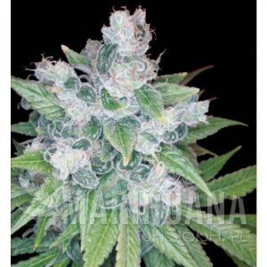 Kandy Kush - RESERVA PRIVADA