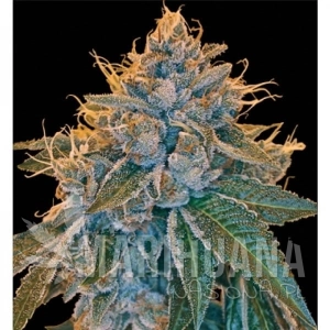 Kosher Kush - RESERVA PRIVADA