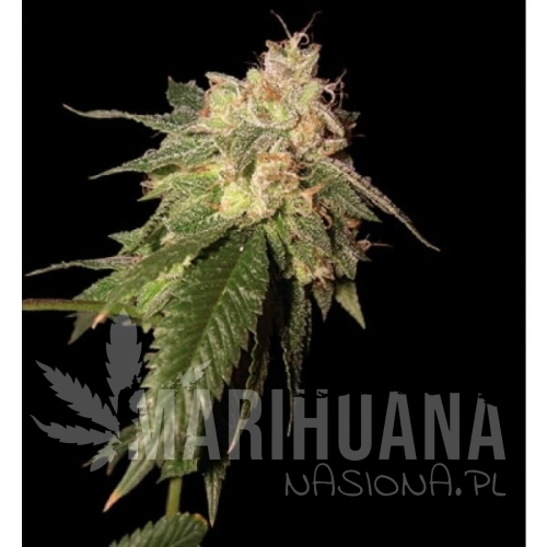 RESERVA PRIVADA - Og Kush