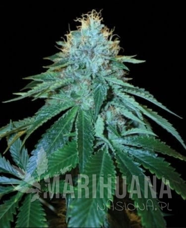 RESERVA PRIVADA - Purple Og #18