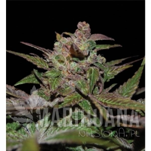 Purple Wreck - RESERVA PRIVADA