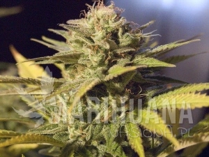 Silver Bubble - RESERVA PRIVADA