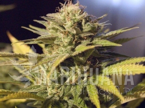 RESERVA PRIVADA - Silver Bubble