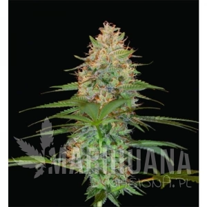 Silver Kush - RESERVA PRIVADA