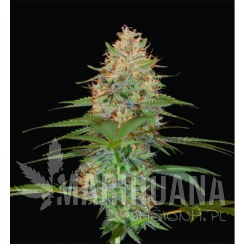 RESERVA PRIVADA - Silver Kush