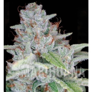 Skywalker Kush - RESERVA PRIVADA