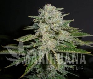 Sour Diesel - RESERVA PRIVADA