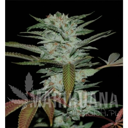 RESERVA PRIVADA - Sour Kush