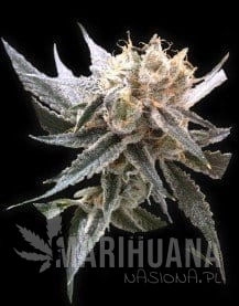 Sour Tangie - RESERVA PRIVADA