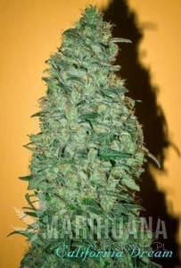 California Dream - MANDALA SEEDS