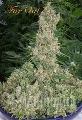 MANDALA SEEDS - Far Out