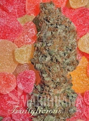 MANDALA SEEDS - Fruitylicious
