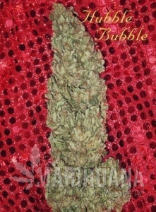 Hubble Bubble - MANDALA SEEDS