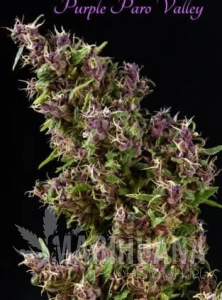Purple Paro Valley - MANDALA SEEDS