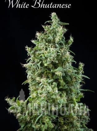 MANDALA SEEDS - White Bhutanese