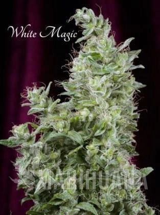 MANDALA SEEDS - White Magic