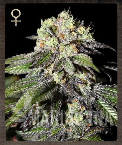 STRAIN HUNTERS - Caboose