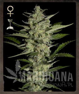 Flowerbomb Kush - STRAIN HUNTERS