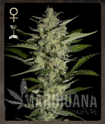 STRAIN HUNTERS - Flowerbomb Kush