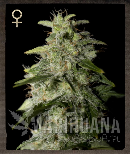 STRAIN HUNTERS - Money Maker