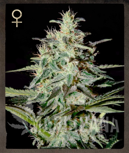 STRAIN HUNTERS - White Lemon