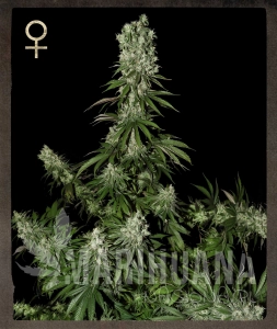 White Strawberry Skunk - STRAIN HUNTERS