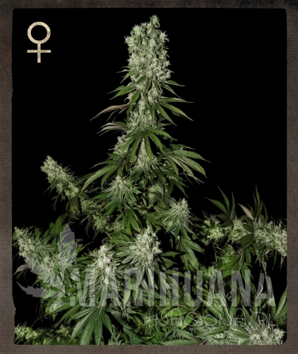 STRAIN HUNTERS - White Strawberry Skunk