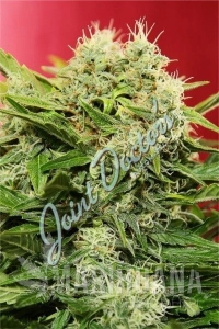 Chronic Ryder - JOINT DOCTOR'S