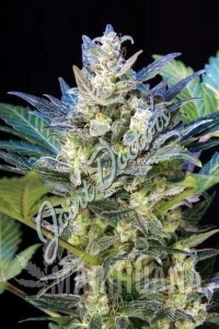 Diesel Ryder - JOINT DOCTOR'S