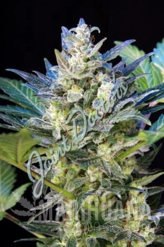 JOINT DOCTOR'S - Diesel Ryder