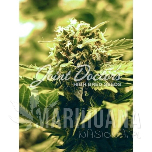 JOINT DOCTOR'S - LR#1