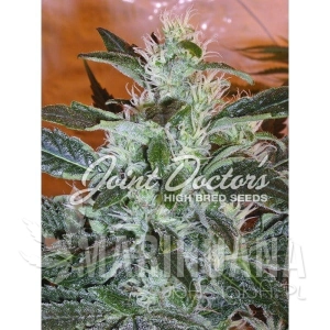 LR#2 - JOINT DOCTOR'S