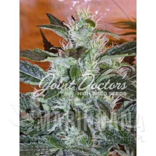 JOINT DOCTOR'S - LR#2